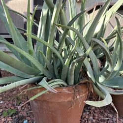 Mature Aloe Plant