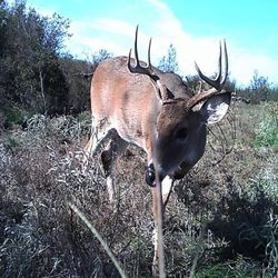 Track the Elusive! Trail Game Camera 16MP 1080P - 0.3s Trigger Time & No Glow Night Vision