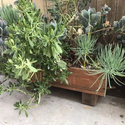 Wood succulent Plants