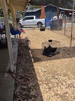 Chicken cage