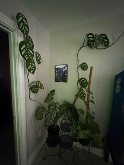 House plant indoor plants