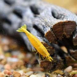 Freshwater Neocaridina Shrimp for your aquarium