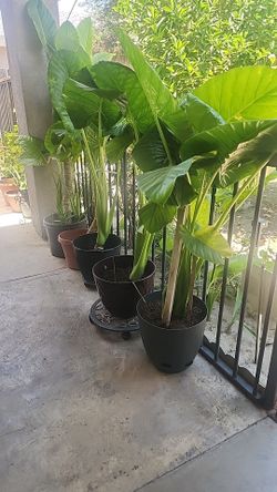 Elephant Ear Plants / Oreja de Elefante