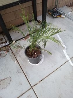 Palm
