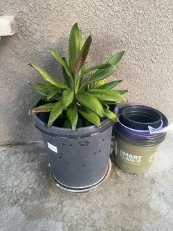Plant
