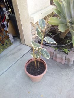Rubber plant it's over 3F tall