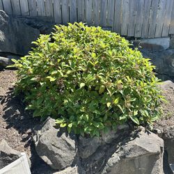 **FREE** [three] 3 viburnum davidii plants