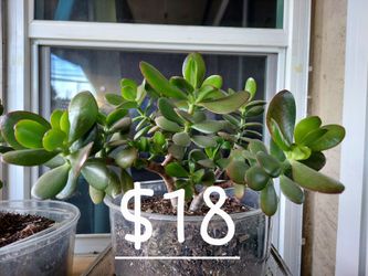 Jade Plant And Spider Plant