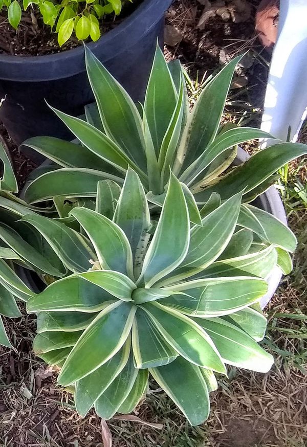 Medium size Variegated Foxtail Agave Plants for Sale in