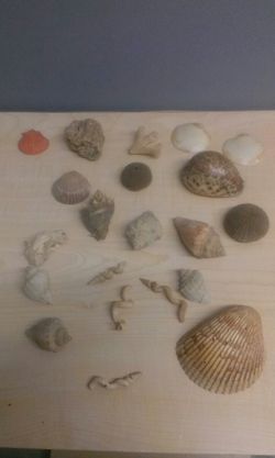Seashell