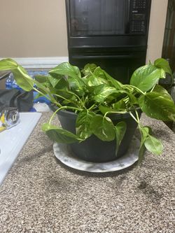 Julieta, Ivy, Teléfono, Pothos, Planta Natural En Maceta de Plástico