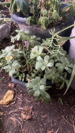 Suculent plant  only for out side