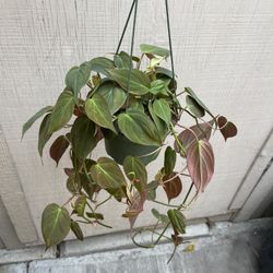 6” Micans Philodendron