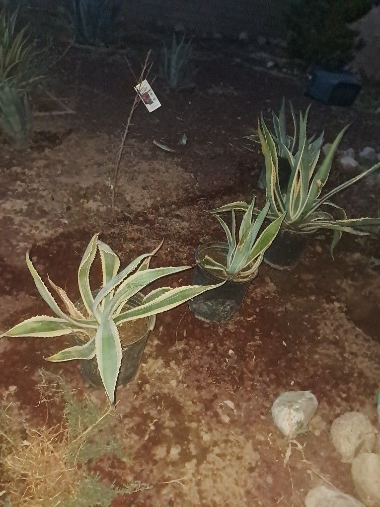 Agave Plants Yellow And Blue Ones Small And Big
