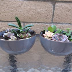 Pair Of Gray/Gold Rim Garden Pots With Succulents 