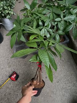 Today’s special: super healthy Braided Money Tree, Super Heathy Indoor Plant; 95820