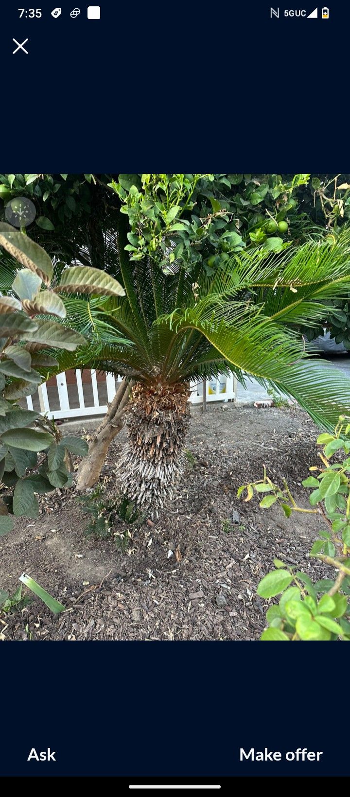 Palm Trees