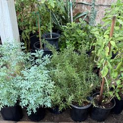 Rosemary,Ruda,Basil 🌿Plans $12 Each Price Firm 