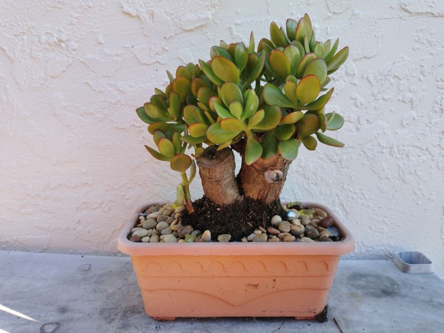 Old Bonsai jade plant collection Tree very thick truck