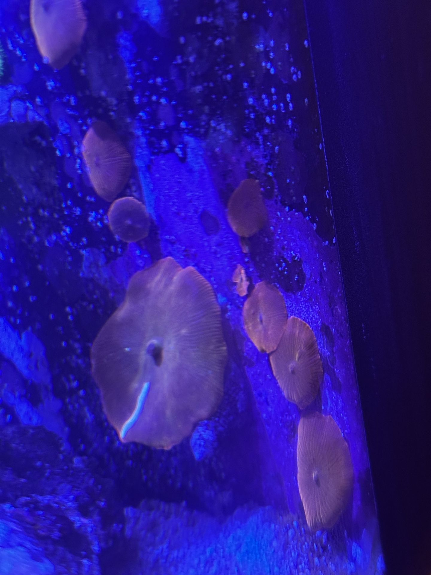 Iron Man Mushroom Aquarium Decorations