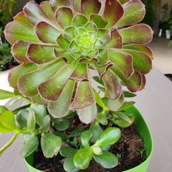 14" Jade & Huge Aeonium Plant In Designer Pot 