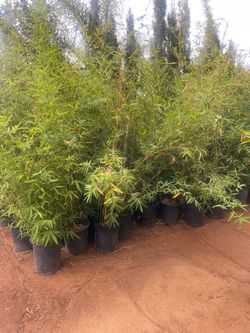 5 Gallon Size- Bamboo Plants- Multiple Varieties Available- Approximately 4-6 Feet Tall