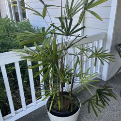 Indoor Lady Palm Plant 
