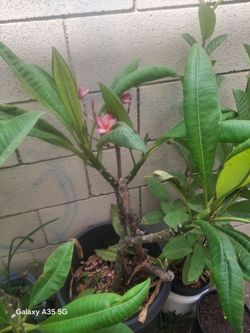 Flor de mayo conocida como jaguallana