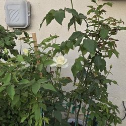 White Rose Plant