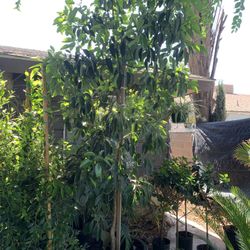 24 Gallon Grafted Avocado Fuerte 600$ 