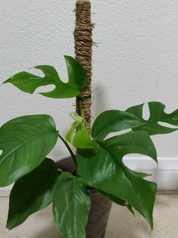 Jute Rope Pole For Climbing Plants