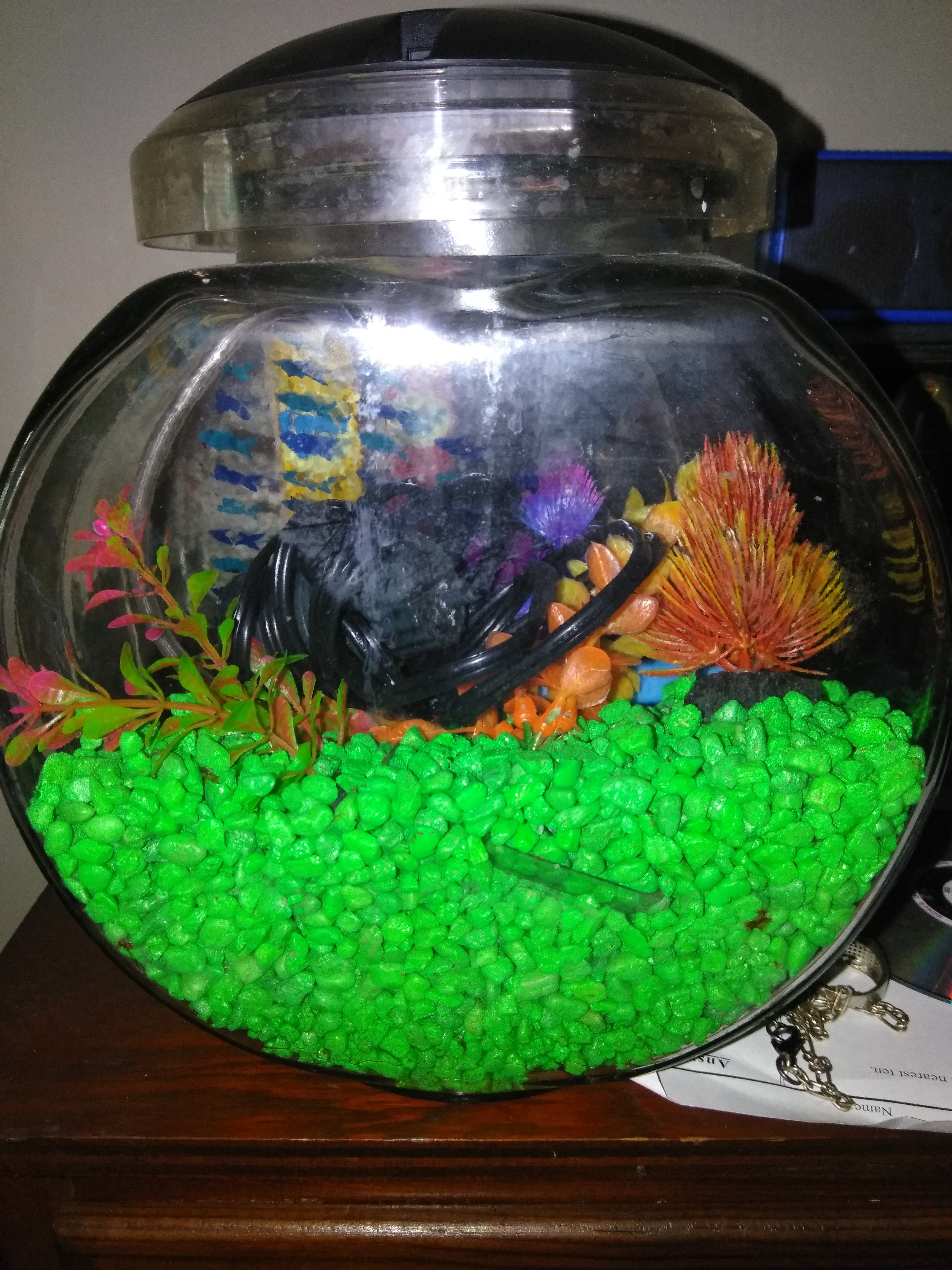 Fish bowl with extras,5 gal.tank w/ extra