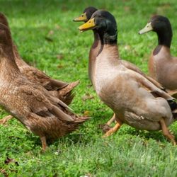 Hatching Or Eating Eggs 