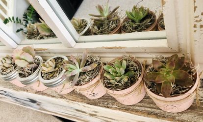 Adorable real succulents in cute jars