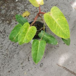 Philodendro Painted Lady Plant.