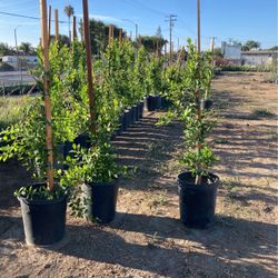 Ficus Plants