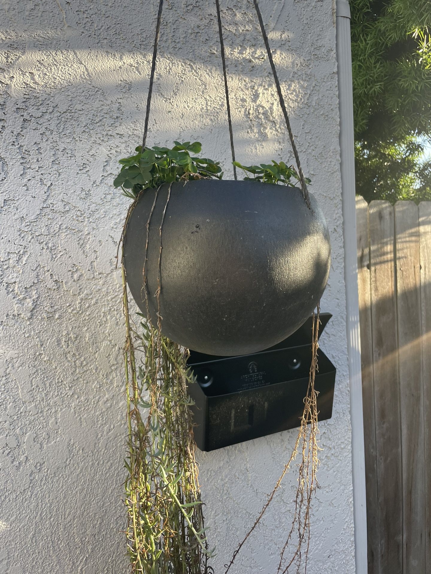 Hanging Planter And Fire Sticks Plants