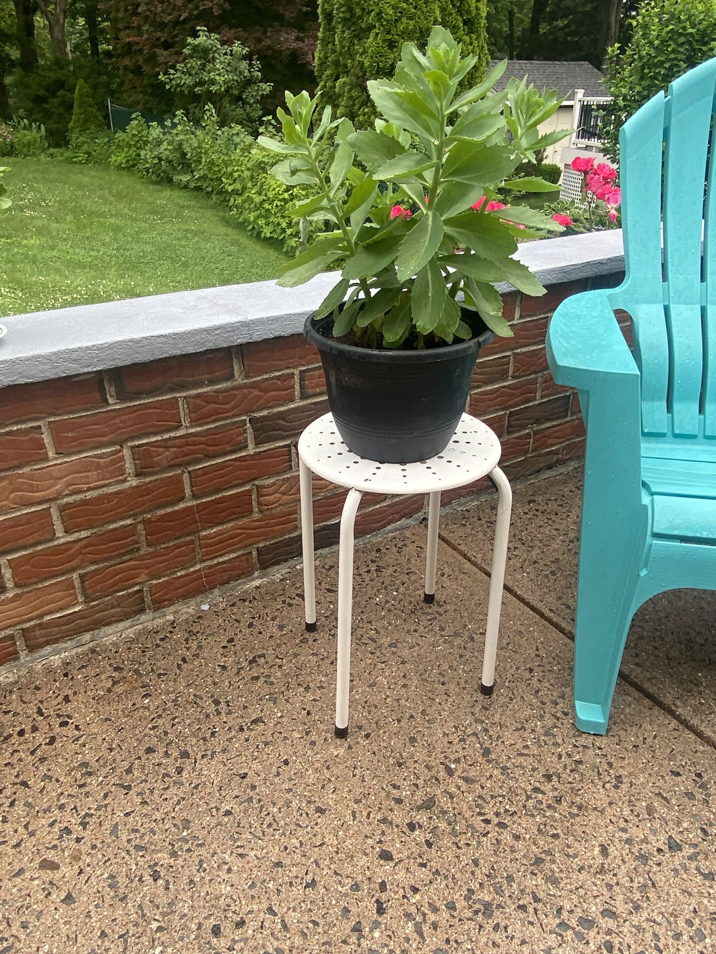 Live Plants With Stand