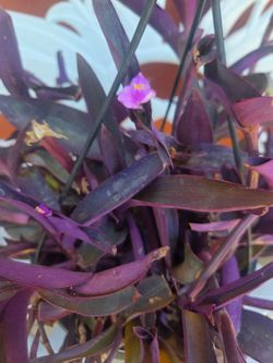Hanging Purple Heart Plant