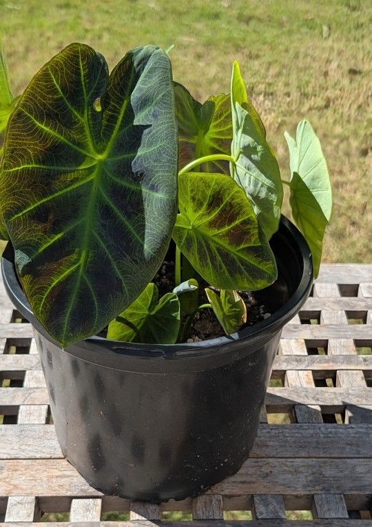 Black Magic Elephant Ear Plants 