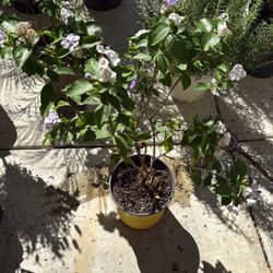 Yesterday, Today, Tomorrow Plant