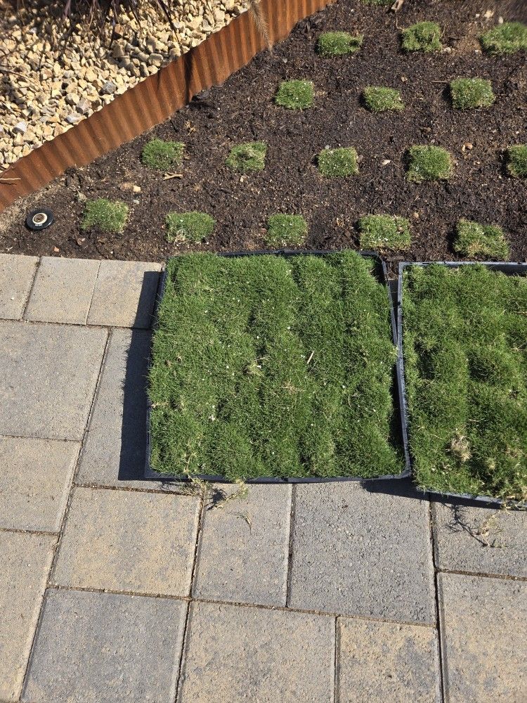 Zoysia Tenuifolia (Korean Grass) Flats, Plugs, Turf