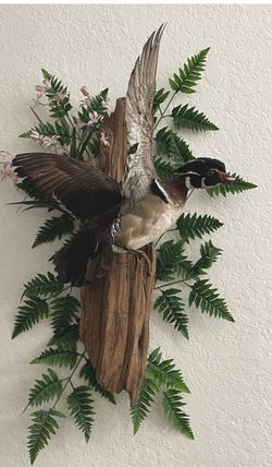 Vintage Upstanding Large Mounted Wood Taxidermy Flying Animal Wall Display