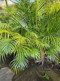 arecas and podocarpus About 5  feet tall over the pot Instant privacy Hedge for fence green full