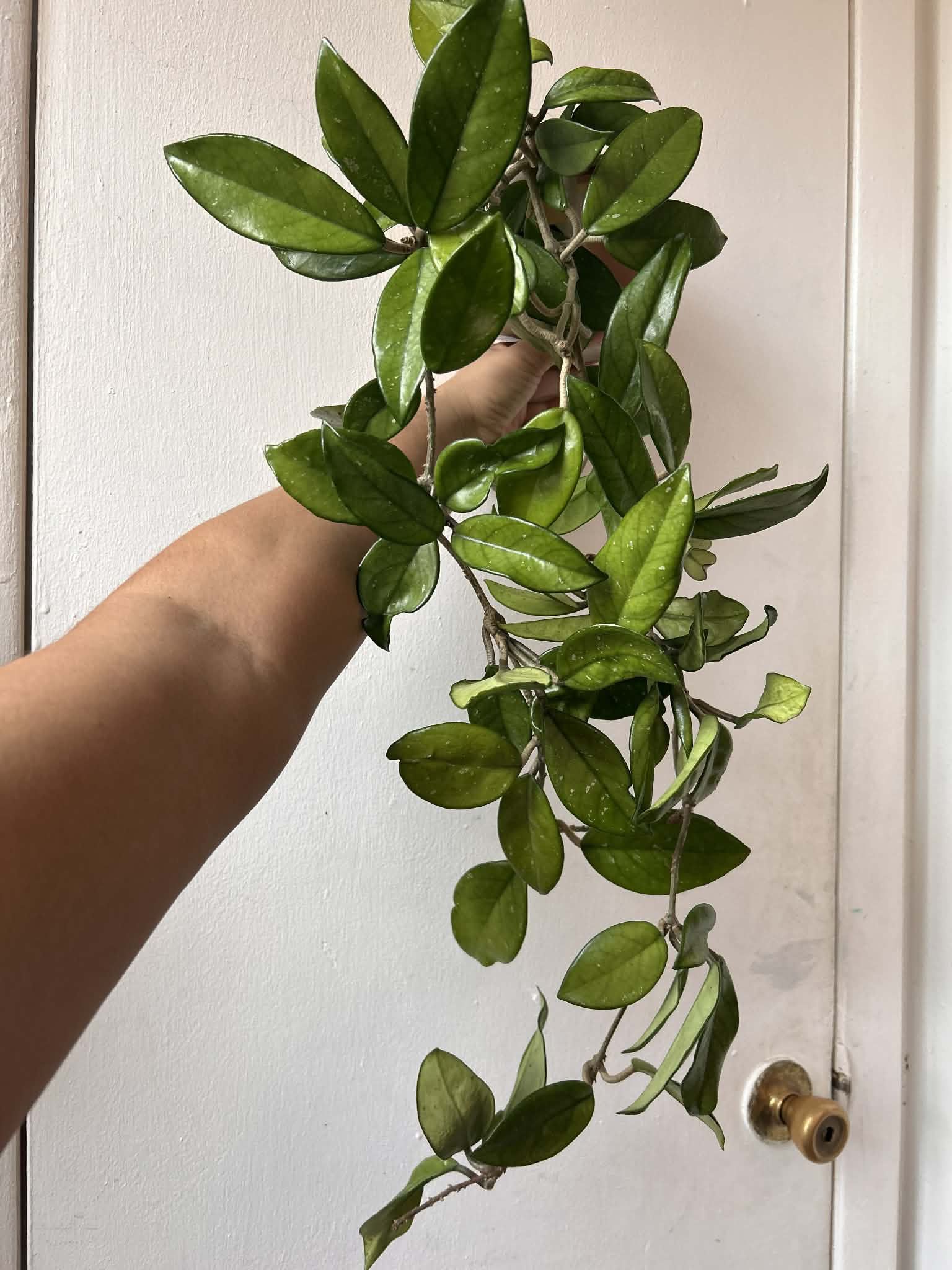 Hoya Carnosa With Ceramic Pot