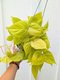 Philodendron Cordatum Neon Plant 6" Pot - Indoor House Plants