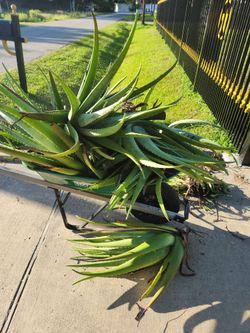 Aloe Vera plants