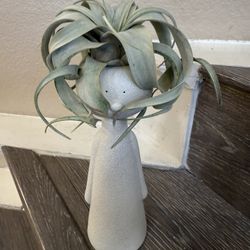 Live Tilandsai Air Plant With Ceramic Lady Pot (Please Read Full Description)