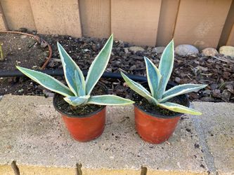 Agave Americana Marginata Variegata Variegated Century Plant, 4” Pot