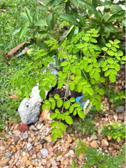 Organic Moringa seedling 3 gallon
